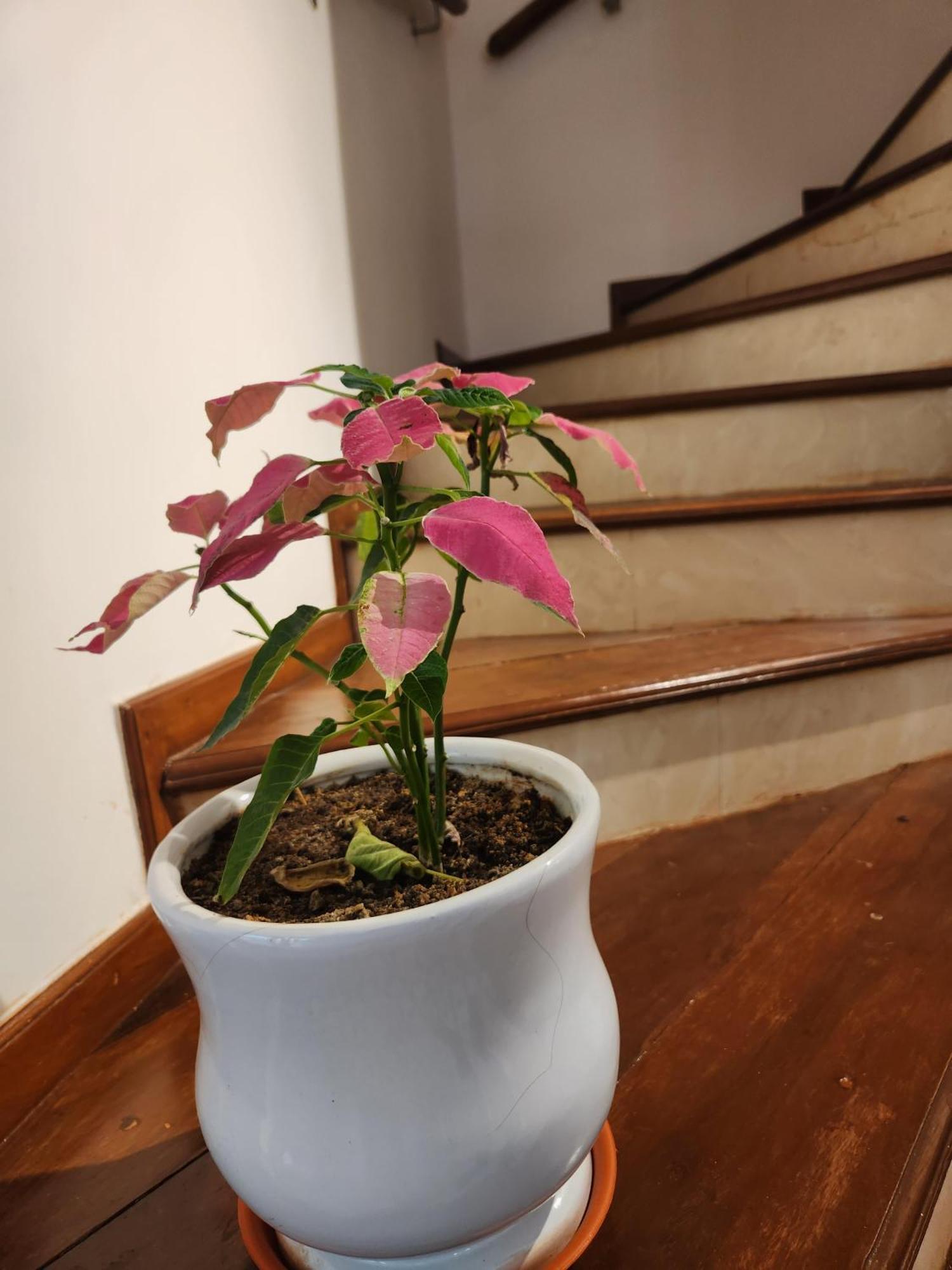 Ederra Stays & Cafe Panaji Zewnętrze zdjęcie